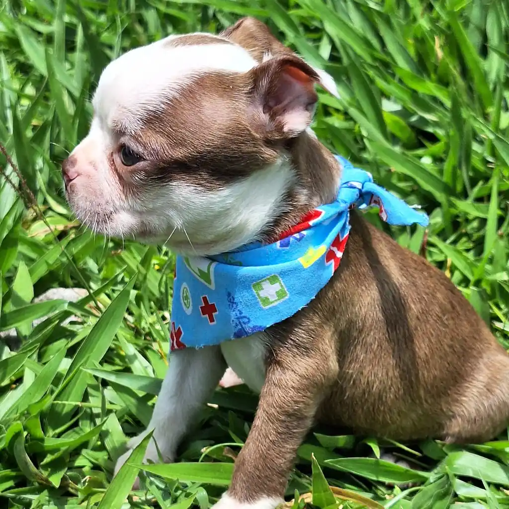 Boston Terrier — cachorro disponible en criadero
