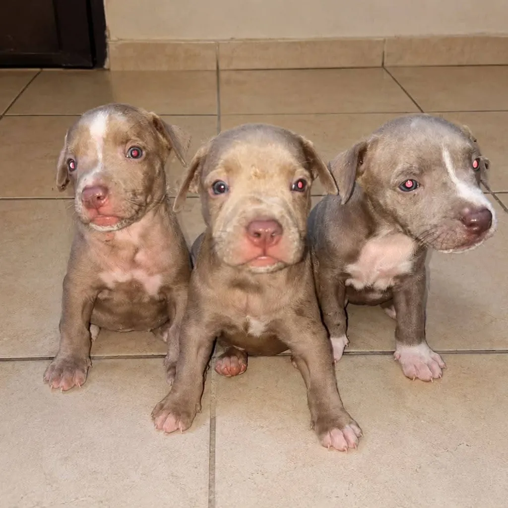 Pitbull — cachorro disponible en criadero