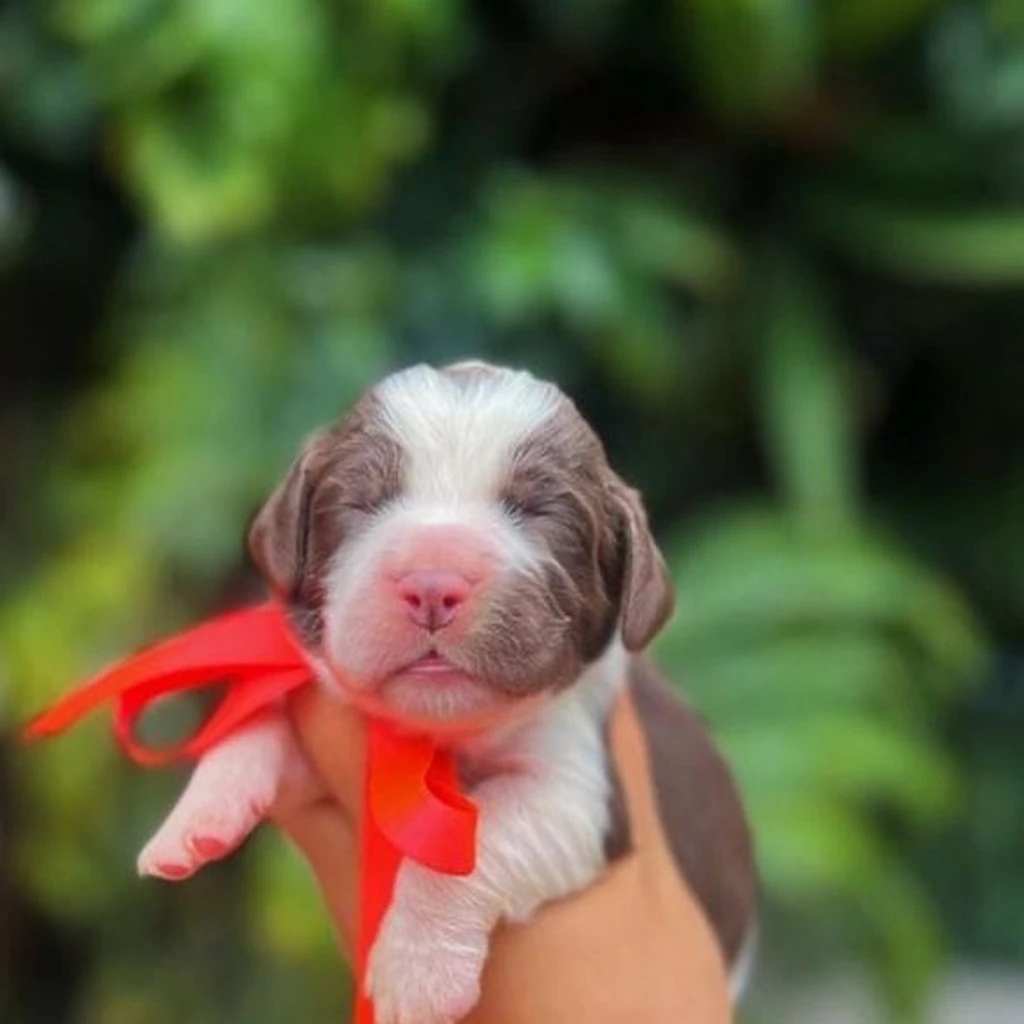 Springer Spaniel — cachorro disponible en criadero
