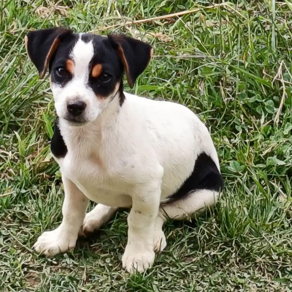 Fox Terrier — cachorro disponible en criadero