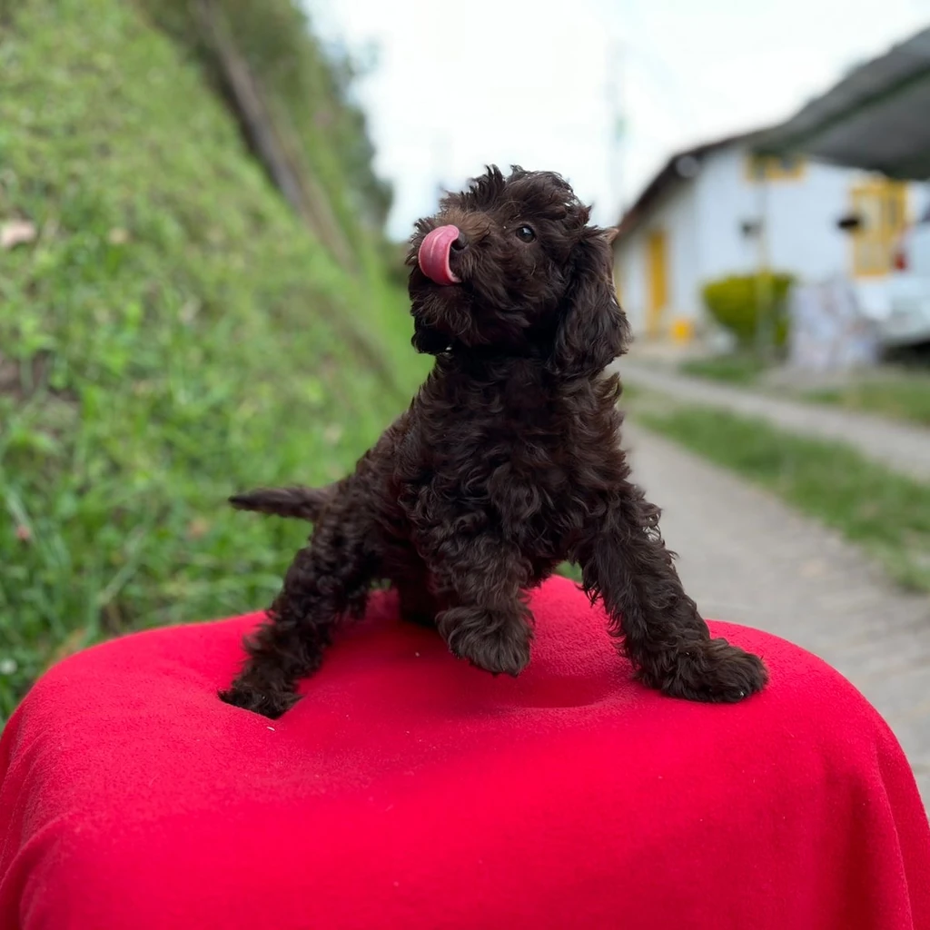 Goldendoodle — cachorro disponible en criadero