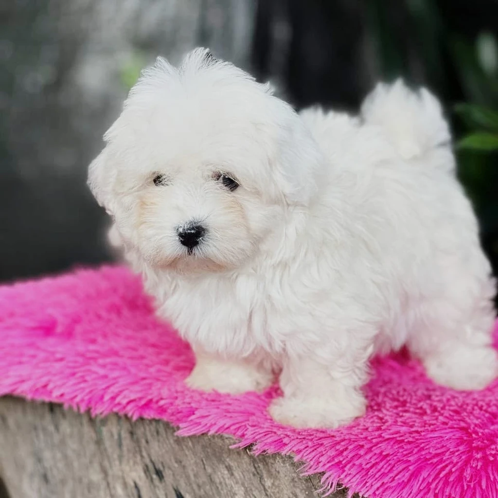 Bichón Maltés — cachorro disponible en criadero
