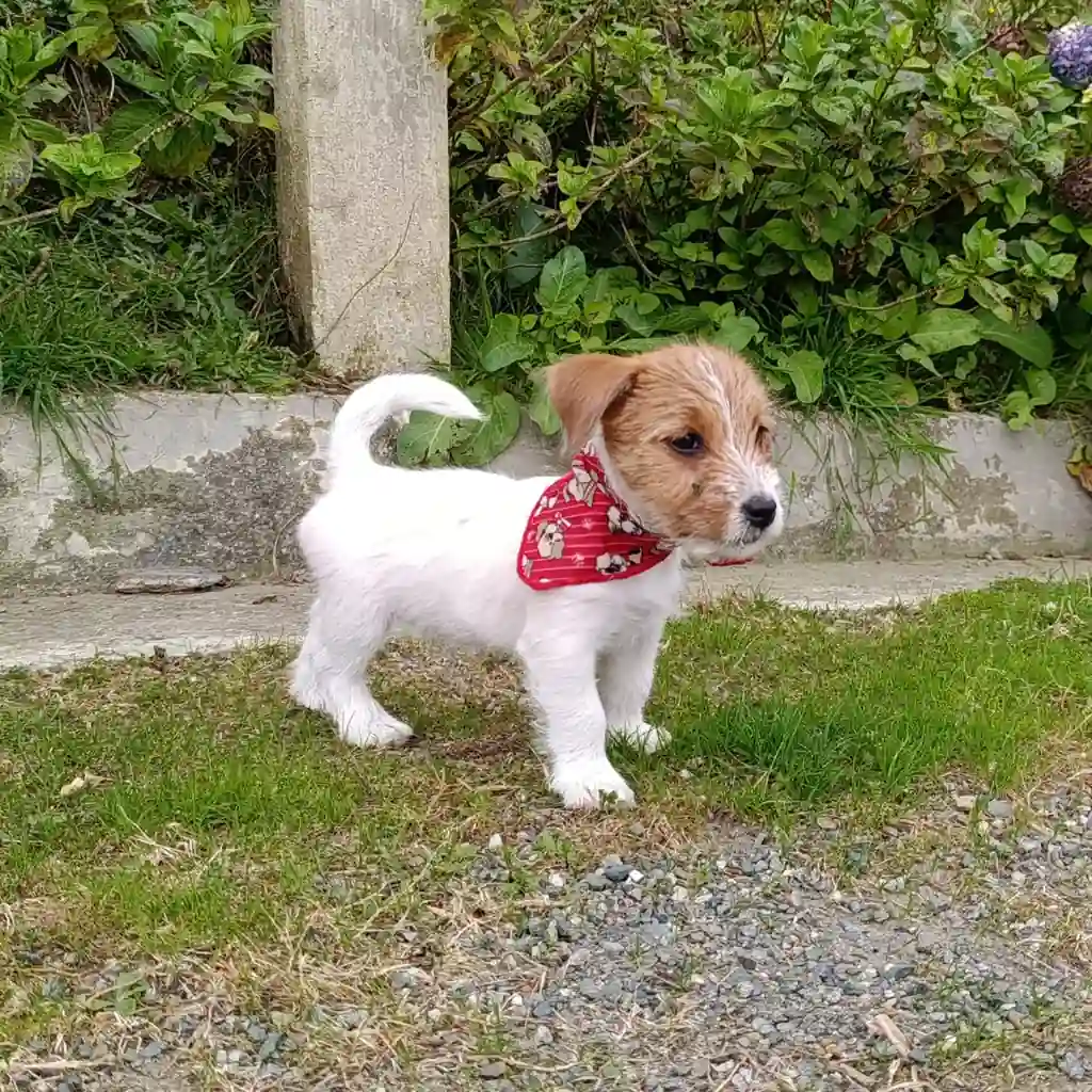Jack Russell — cachorro disponible en criadero