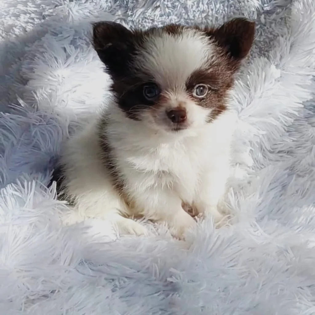 Chihuahua — cachorro disponible en criadero