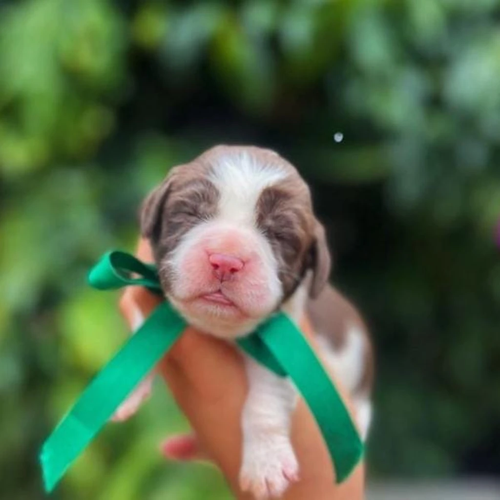 Springer Spaniel — cachorro disponible en criadero