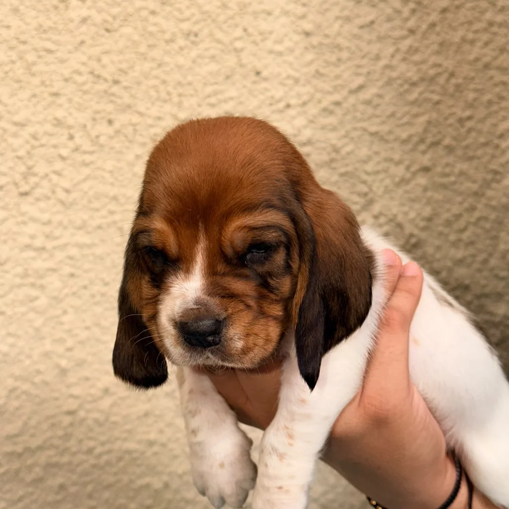 Basset Hound — cachorro disponible en criadero