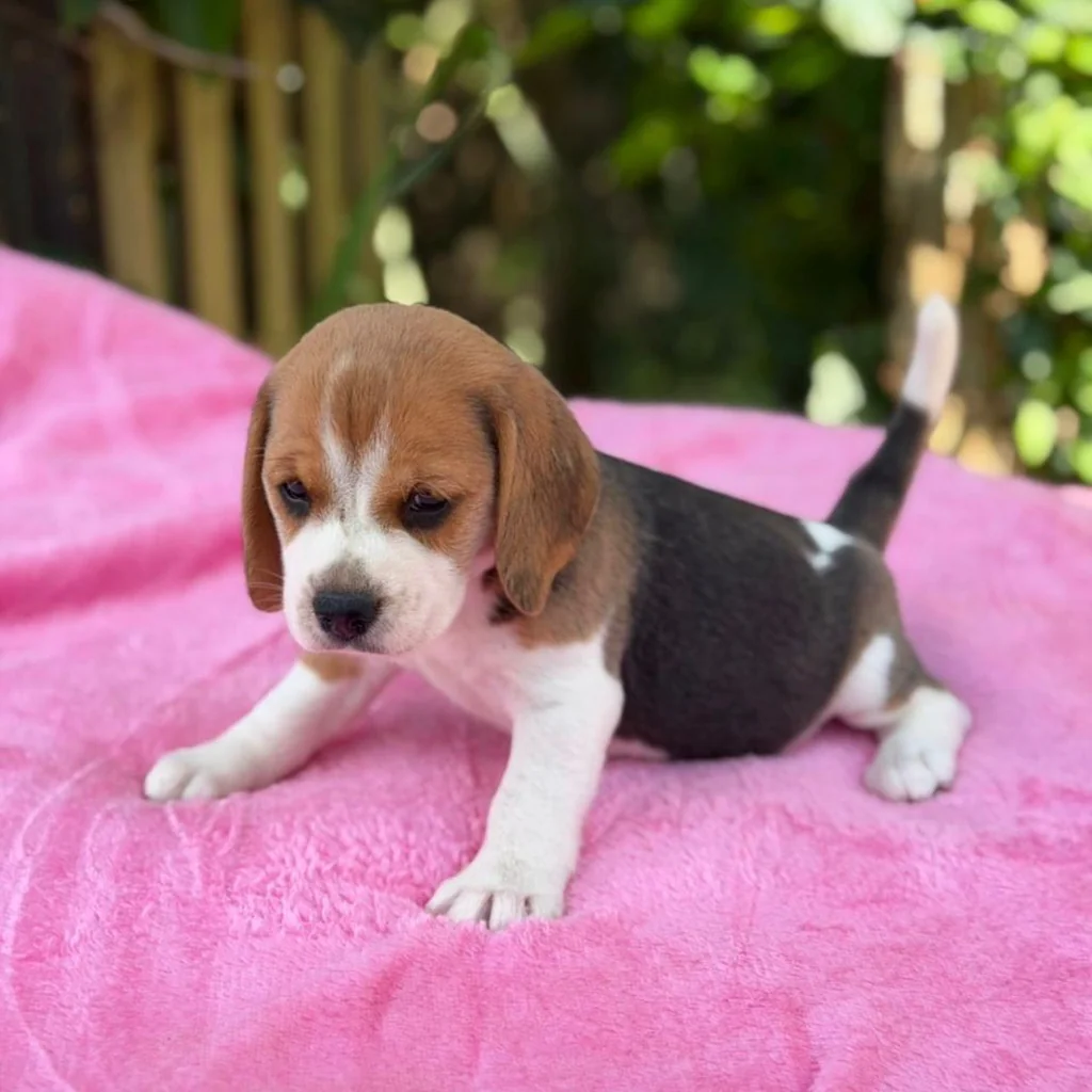 Beagle — cachorro disponible en criadero