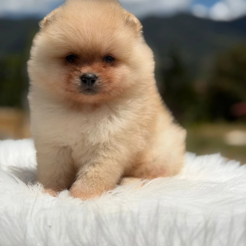 Pomerania — cachorro disponible en criadero