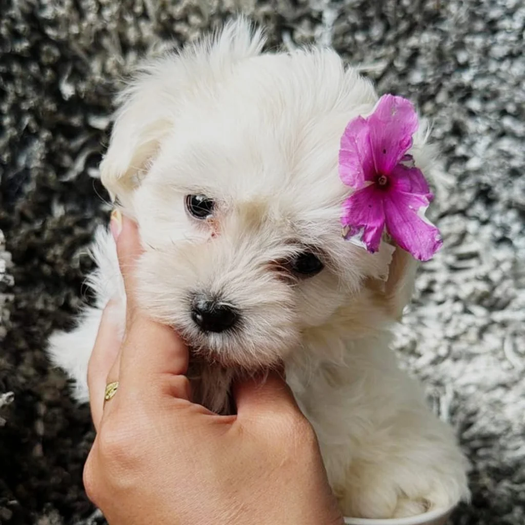 Bichón Maltés — cachorro disponible en criadero