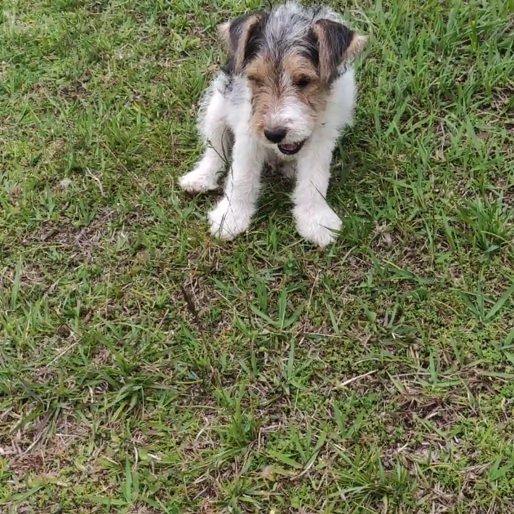 Fox Terrier — cachorro disponible en criadero