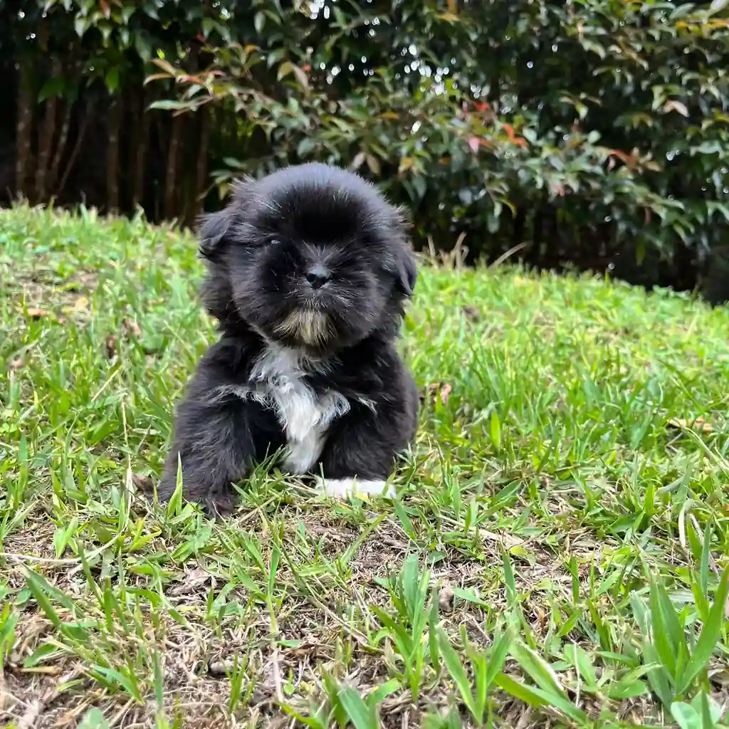 Shih Tzu — cachorro disponible en criadero