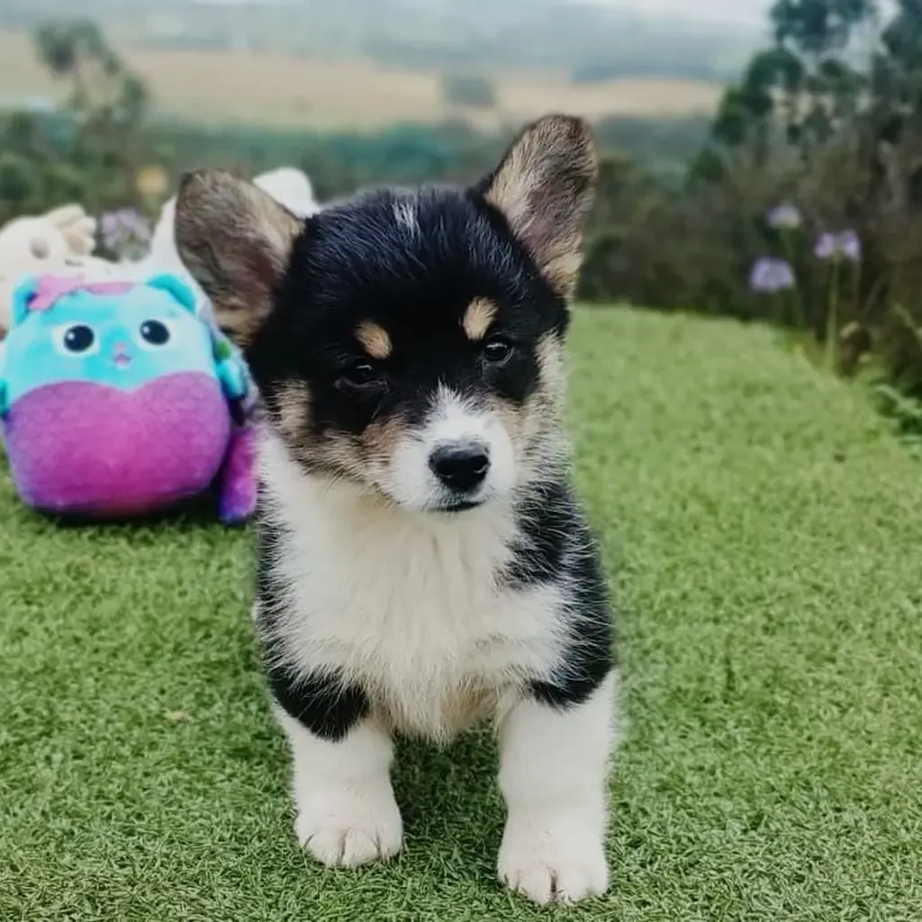 Corgi — cachorro disponible en criadero