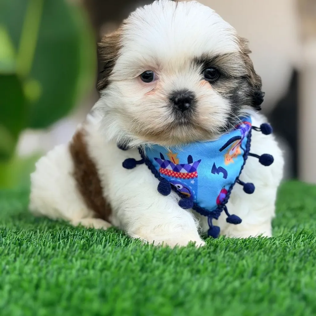Shih Tzu — cachorro disponible en criadero