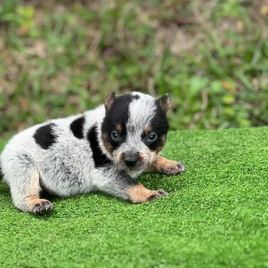 Pastor Ganadero (Australiano) — cachorro disponible en criadero