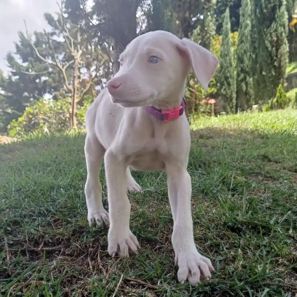 Doberman Albino — cachorro disponible en criadero