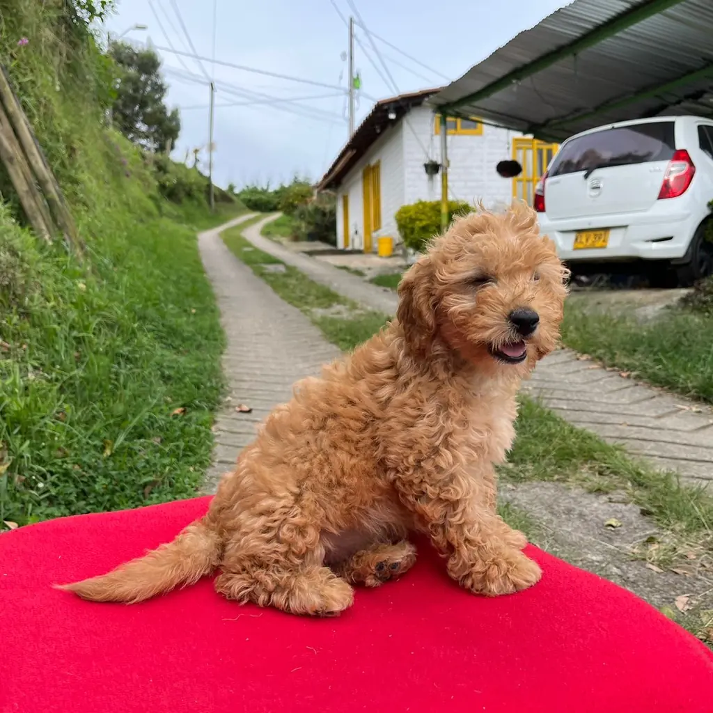 Goldendoodle — cachorro disponible en criadero