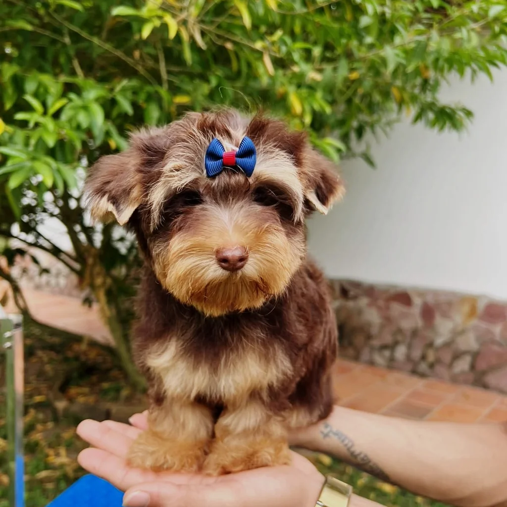 Yorkshire Terrier — cachorro disponible en criadero