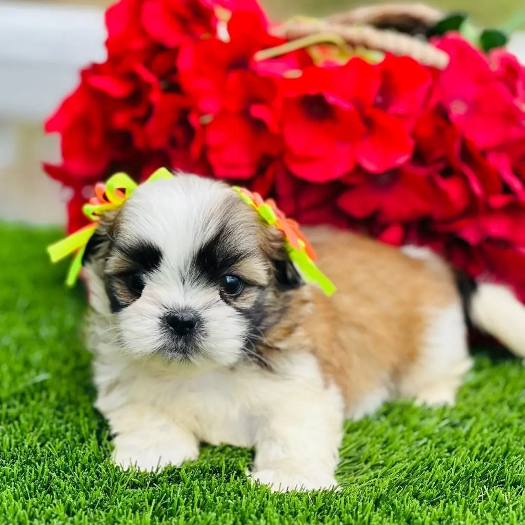 Shih Tzu — cachorro disponible en criadero