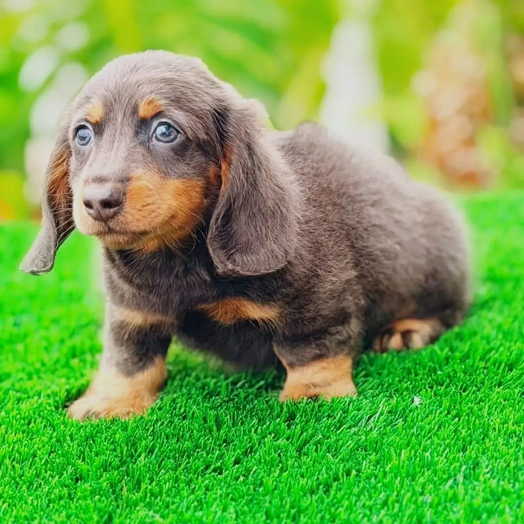 Teckel (Dachshund) — cachorro disponible en criadero