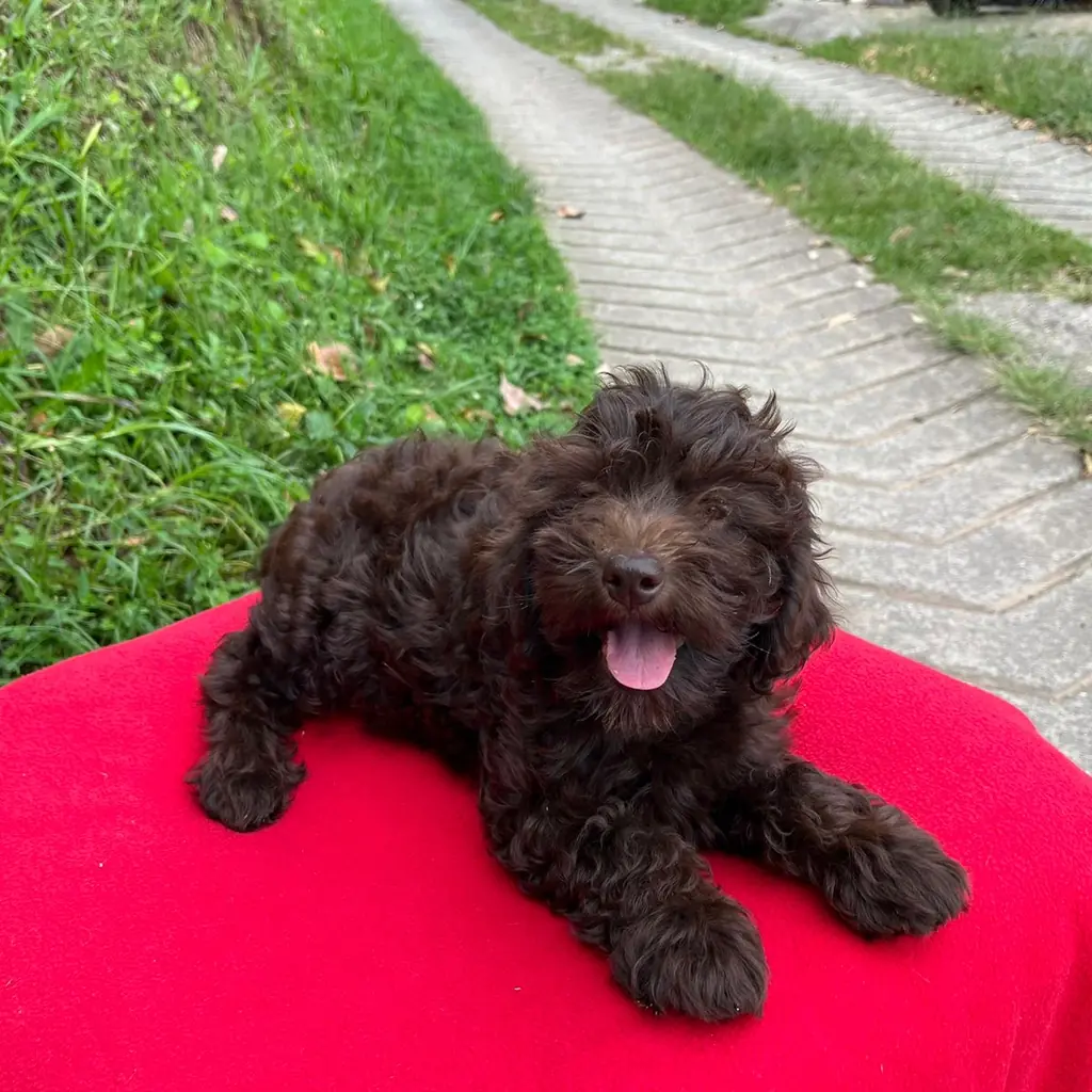 Goldendoodle — cachorro disponible en criadero