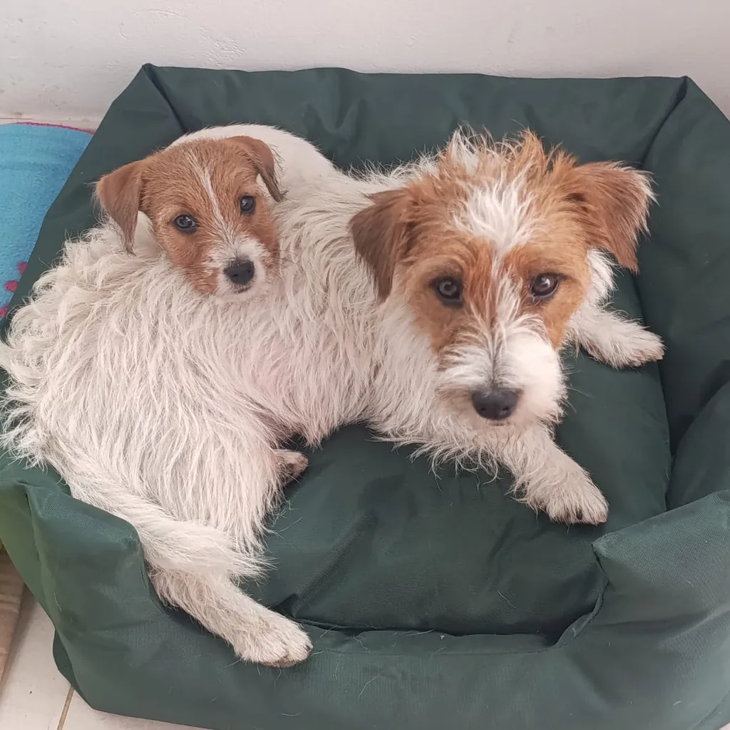 Jack Russell — cachorro disponible en criadero