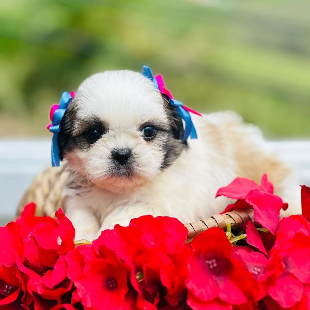 Shih Tzu — cachorro disponible en criadero