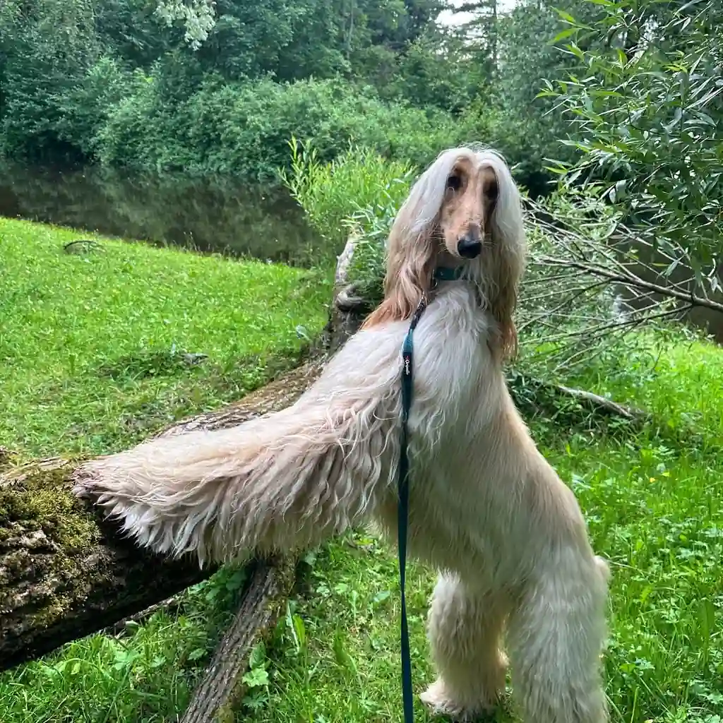 Galgo Afgano — cachorro disponible en criadero