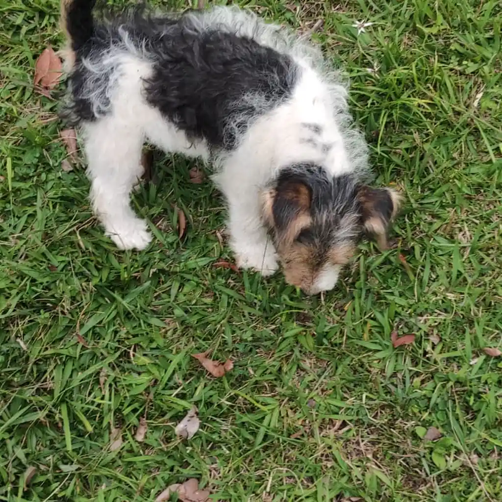 Fox Terrier — cachorro disponible en criadero