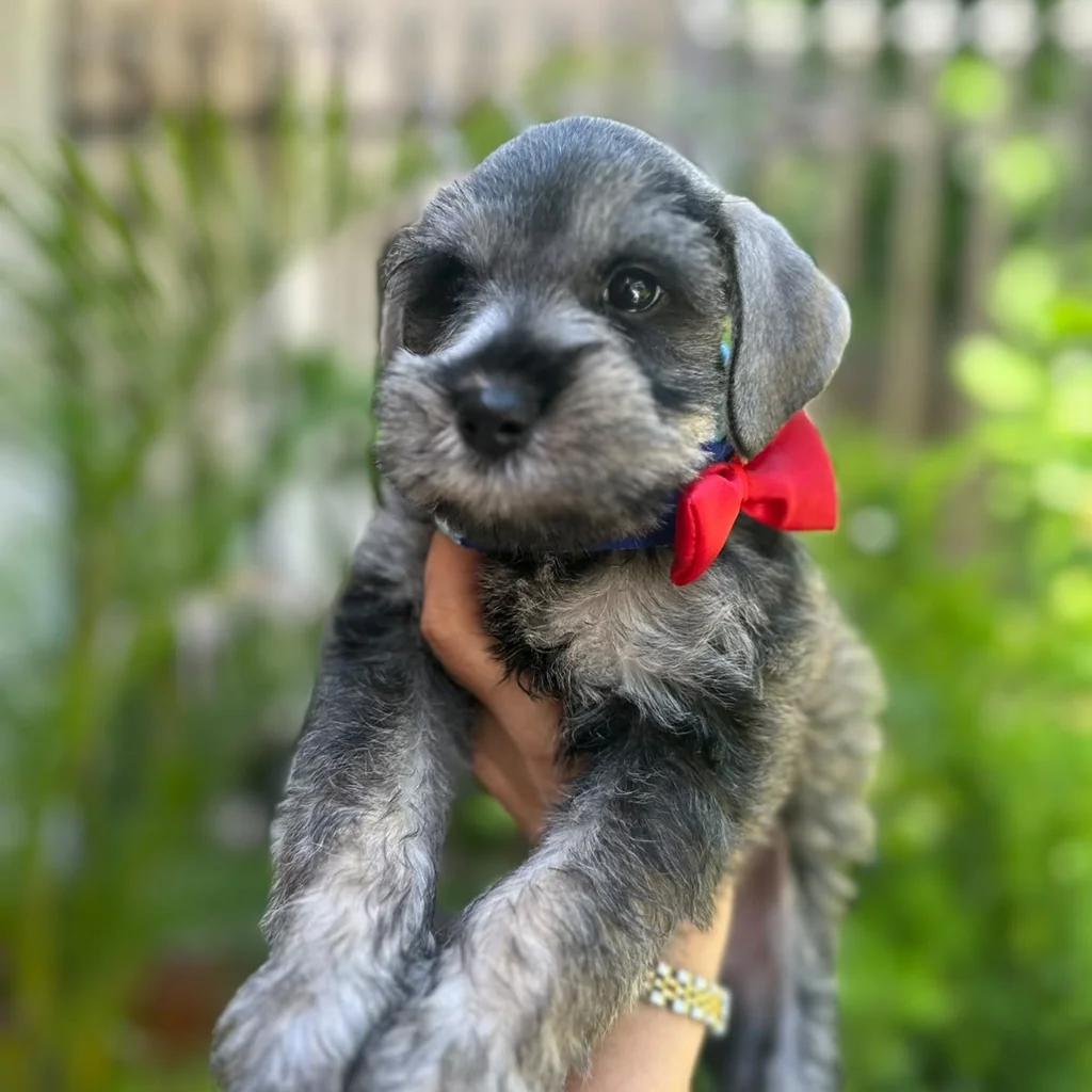 Schnauzer — cachorro disponible en criadero
