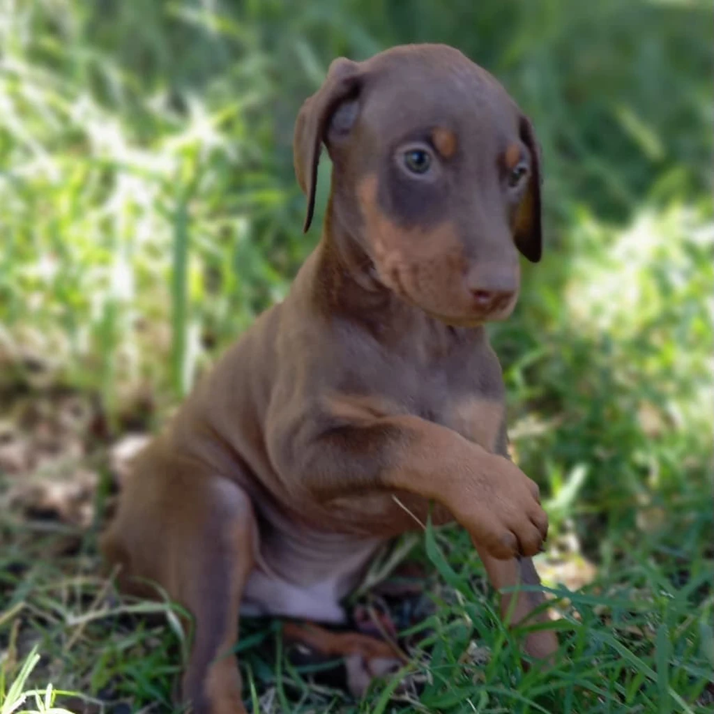 Doberman — cachorro disponible en criadero