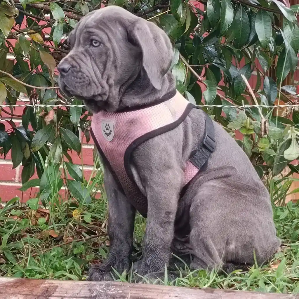 Cane Corso — cachorro disponible en criadero
