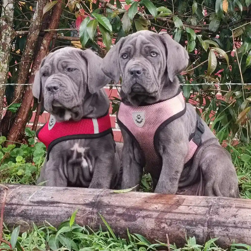 Cane Corso — cachorro disponible en criadero