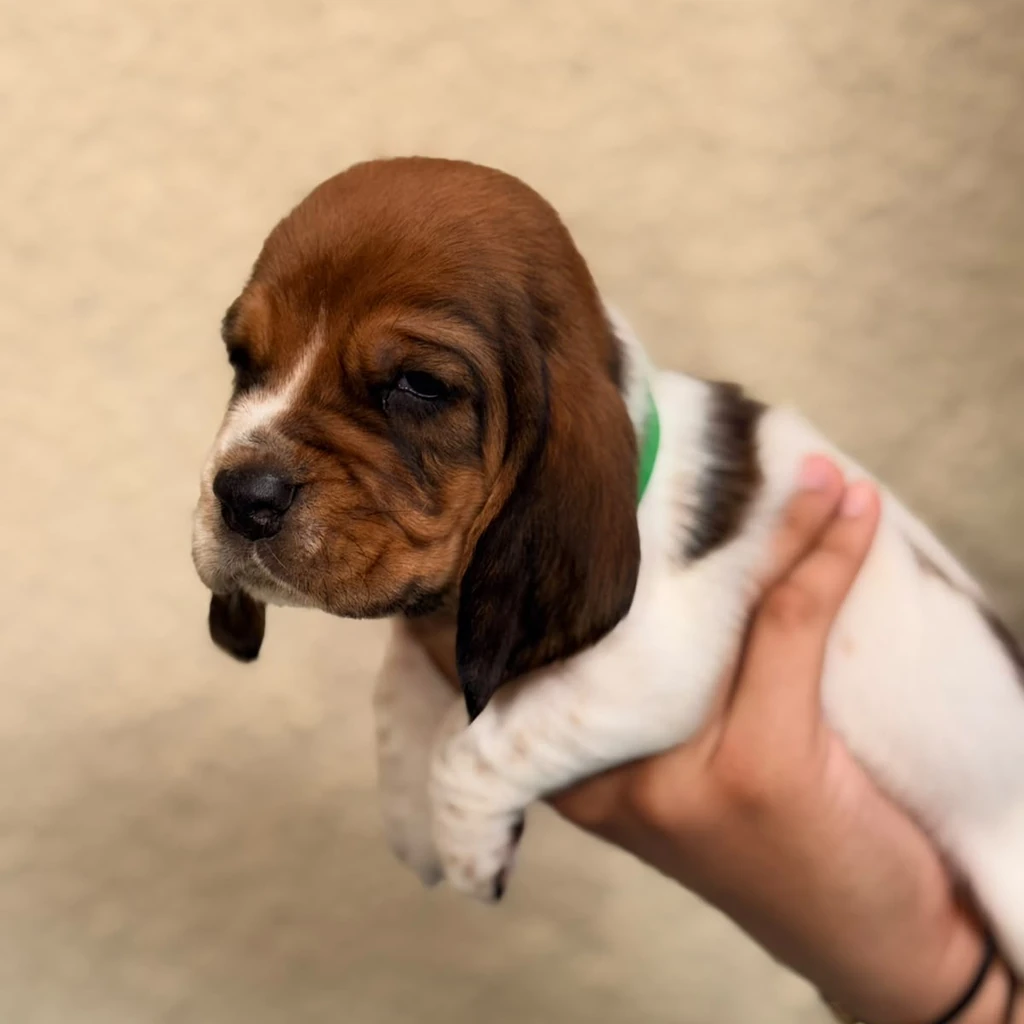 Basset Hound — cachorro disponible en criadero