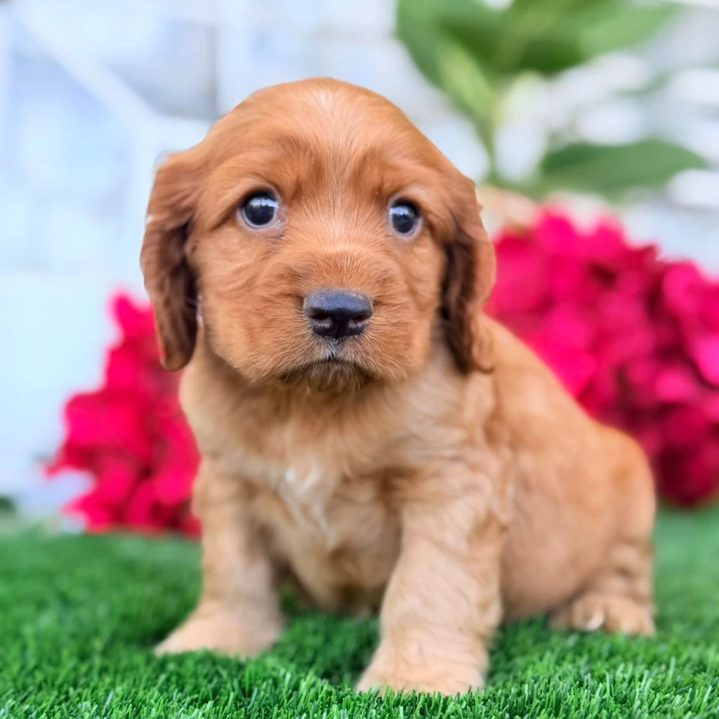 Cocker Spaniel — cachorro disponible en criadero