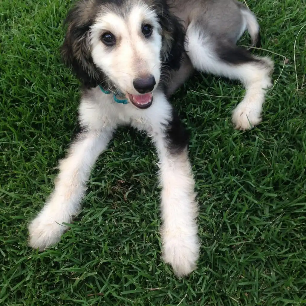 Galgo Afgano — cachorro disponible en criadero