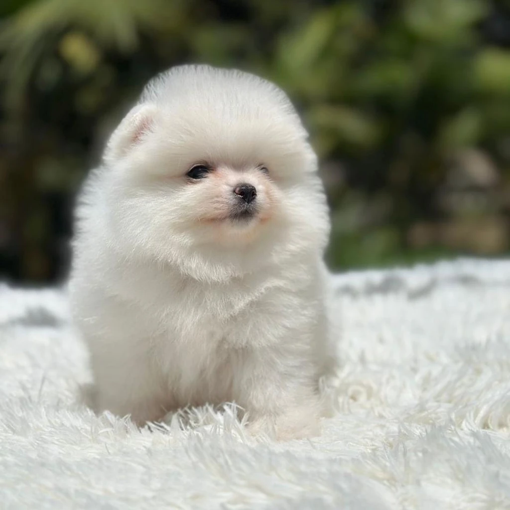 Pomerania — cachorro disponible en criadero