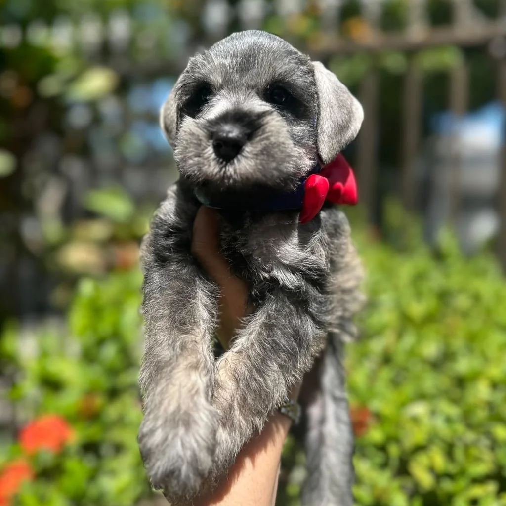 Schnauzer — cachorro disponible en criadero