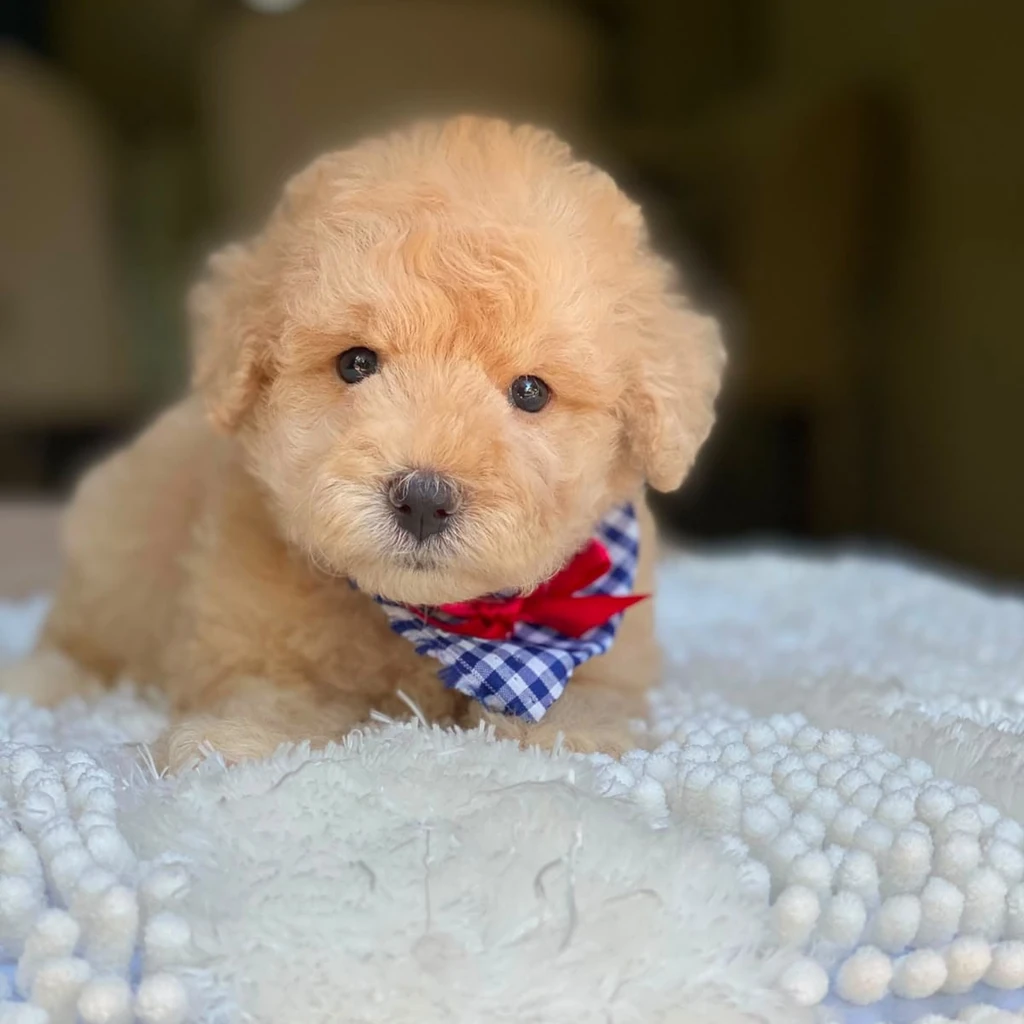 Caniche — cachorro disponible en criadero