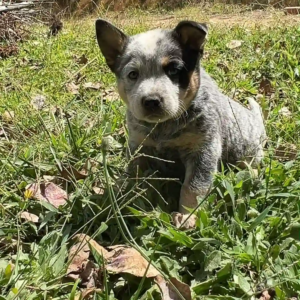 Pastor Ganadero (Australiano) — cachorro disponible en criadero