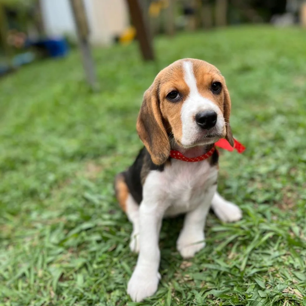 Beagle — cachorro disponible en criadero