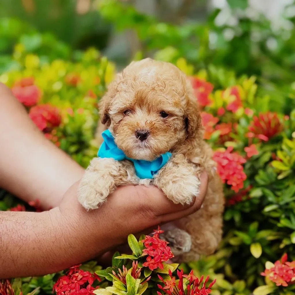 Caniche — cachorro disponible en criadero