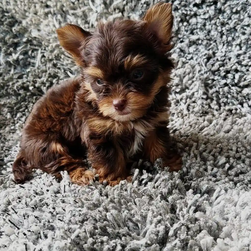 Yorkshire Terrier — cachorro disponible en criadero