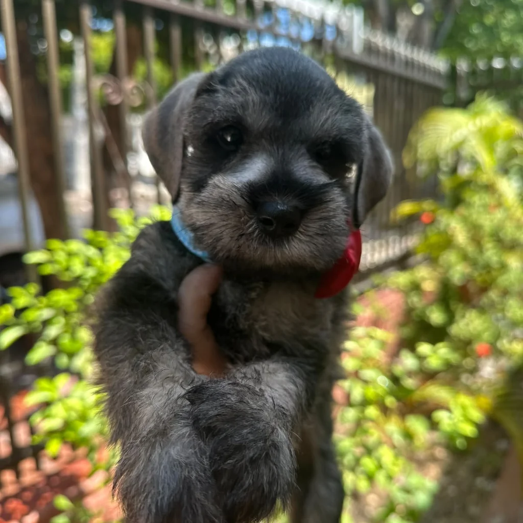 Schnauzer — cachorro disponible en criadero