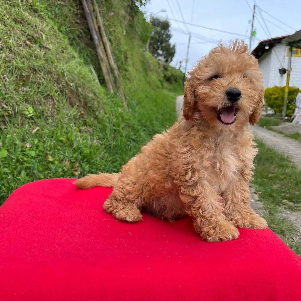 Goldendoodle — cachorro disponible en criadero
