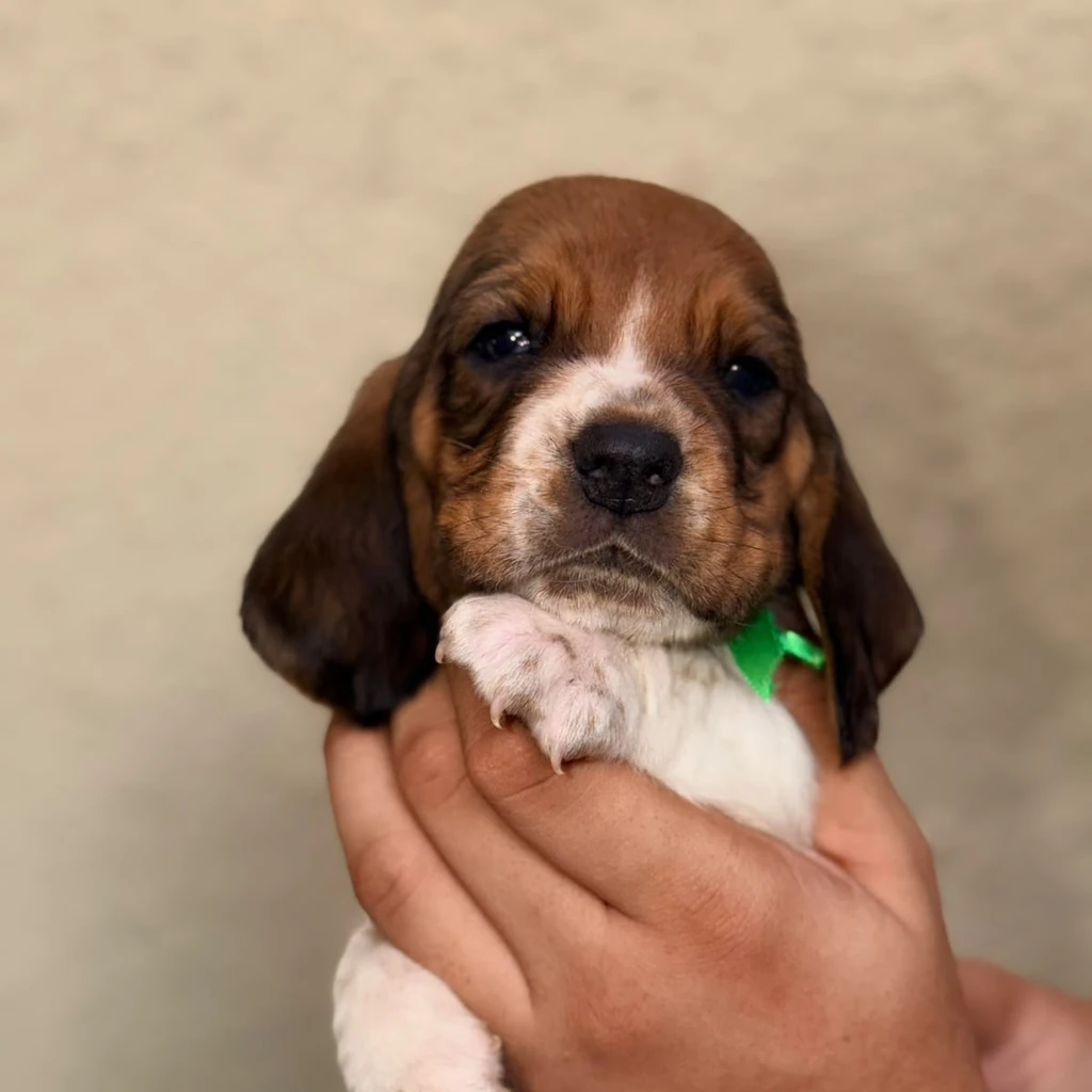Basset Hound — cachorro disponible en criadero