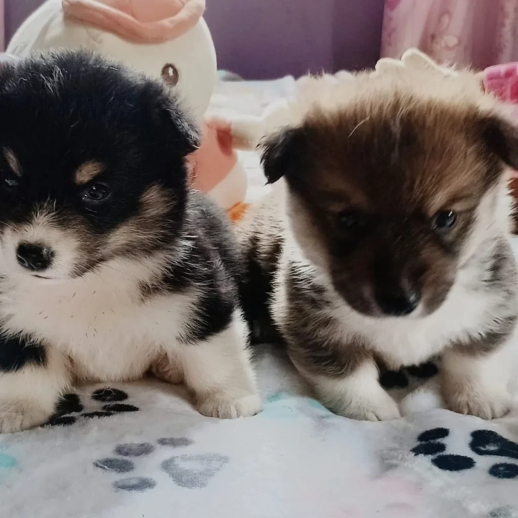 Corgi — cachorro disponible en criadero