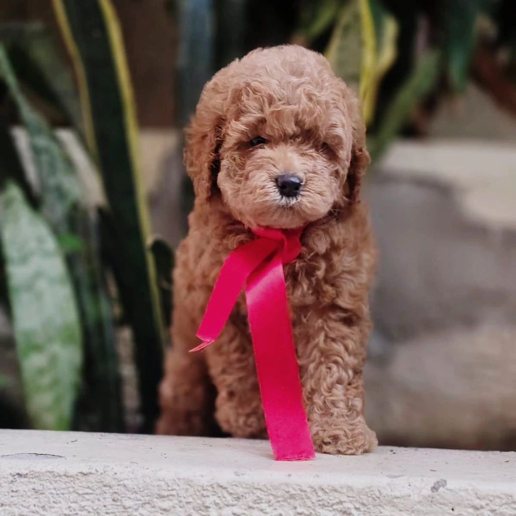 Caniche — cachorro disponible en criadero
