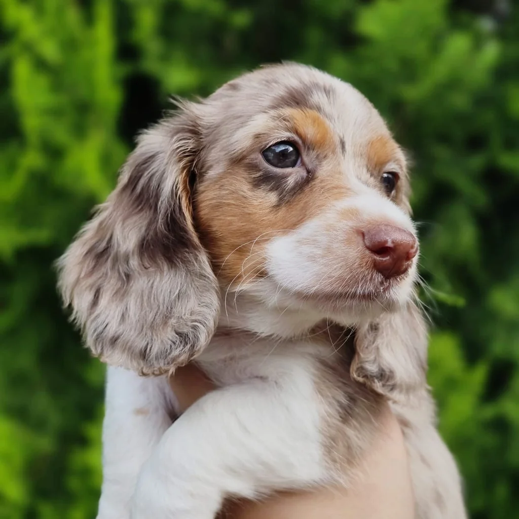 Teckel (Dachshund) — cachorro disponible en criadero