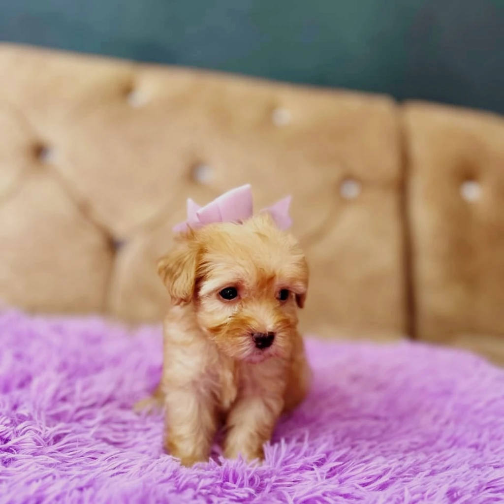 Maltipoo — cachorro disponible en criadero