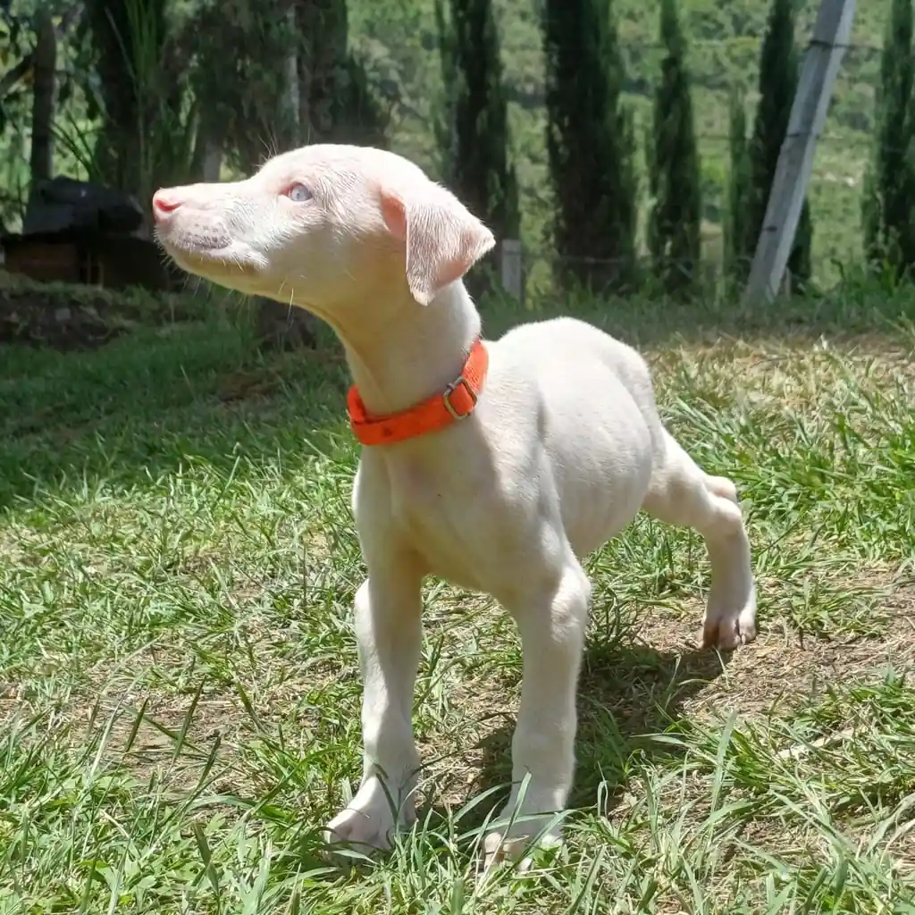 Doberman Albino — cachorro disponible en criadero